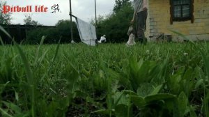 Отдыхаем на даче