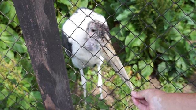 Ленинградский зоопарк. Африканский марабу (03.07.20) смотреть онлайн