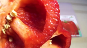 ВЕЛИКОЛЕПНЫЕ СЛАДКИЕ ПЕРЦЫ!!! 14 сентября 2019 года.