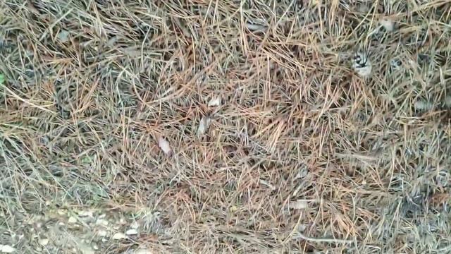 зимние крымские грибы смотреть онлайн