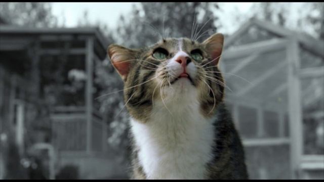 Kitekat