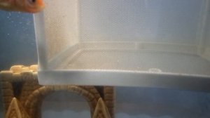 Гуппи, Золотые рыбки, Петушки и.т.п. - один аквариум. Эксперимент прошел успешно. Все живы.