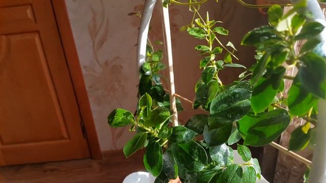 Дипладения - хотите такой рост и цветение тогда делайте так...  Diplomas