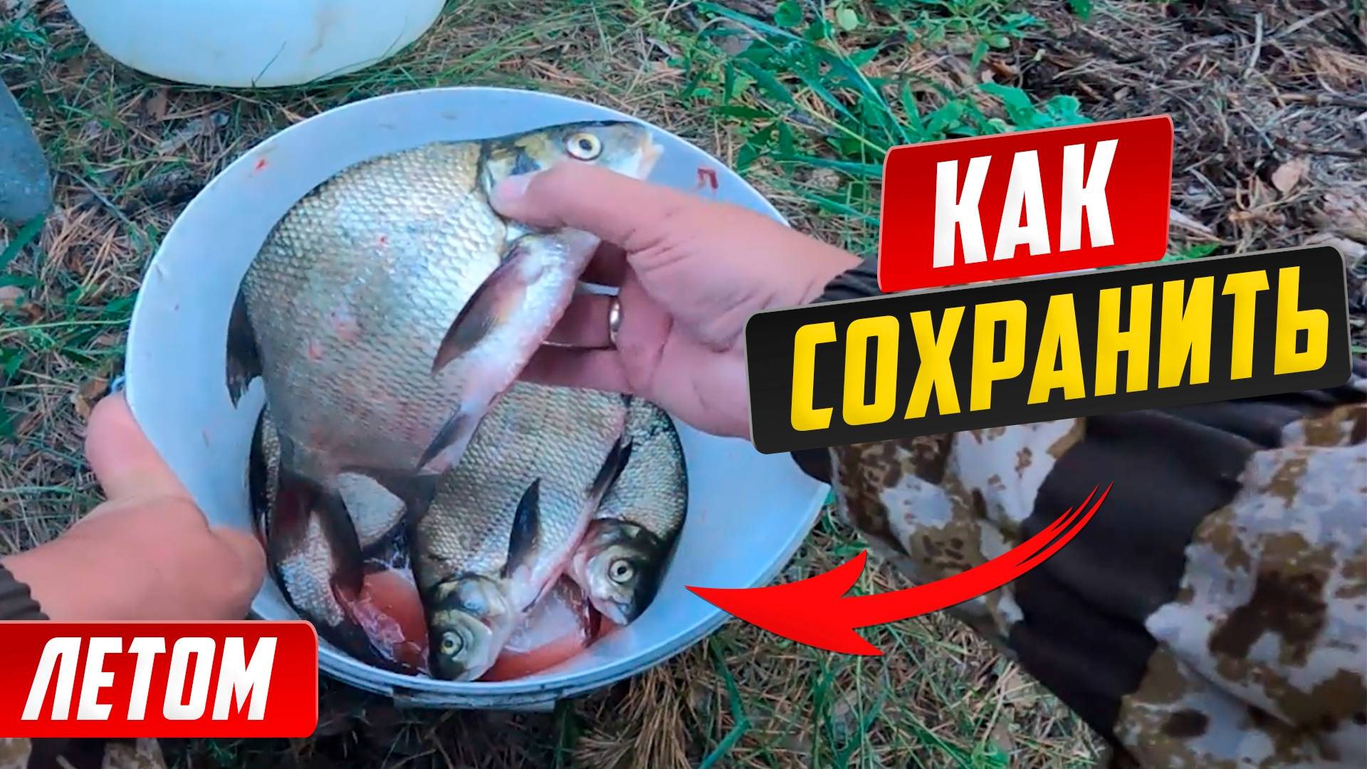 Как сохранить рыбу в жару на рыбалке