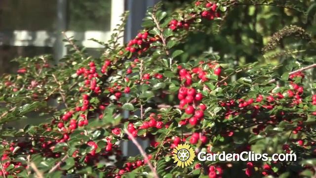 Spreading Cotoneaster - Cotoneaster divaricatus - How to grow Cotoneaster in the garden смотреть онлайн