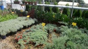 Экспозиция питомника Евросад7 г  Курск