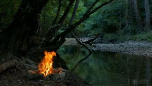 Иберис посадка и уход в открытом грунте