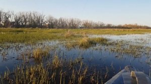 Ловим змееголова на разливах