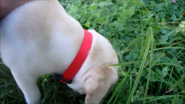 Джесси спортсменка/ лабрадор 2 месяца/ щенок/ Labrador Jesse смотреть онлайн