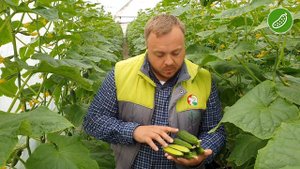 Огірок ФРАЙЗЕР F1 з високою продуктивністю та чудовою лежкістю - SAKATA