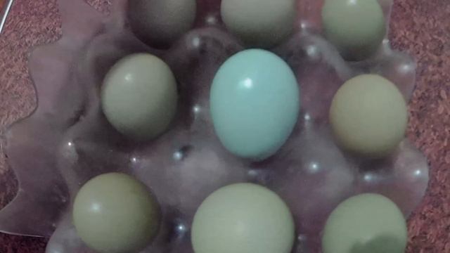 Фазаны снесли голубое яйцо. Какого цвета яйца у фазанов смотреть онлайн