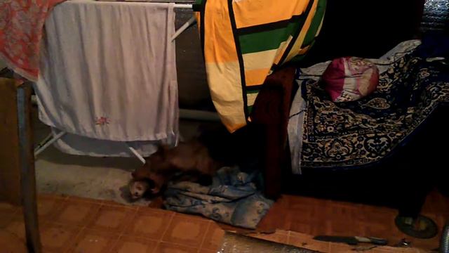 Хорёк отжигает с собакой смотреть онлайн