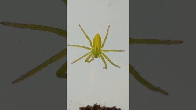 #spider is a very interesting spring spider: greenish micromat cleans its paws ❤️