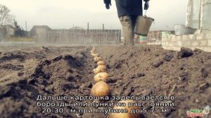 Картофель Молли