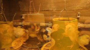 Предварительные итоги скрещивания петуха породы Брессгальская и кур породы черный Австралорп.