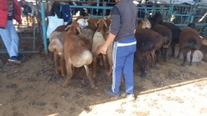 ❗НАРХИ ГУСФАНД БОЗОРИ ?ХУДЖАНД 2023 г.ХУЧАНД