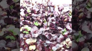 Редис Санго во всей красоте своего цвета 💜