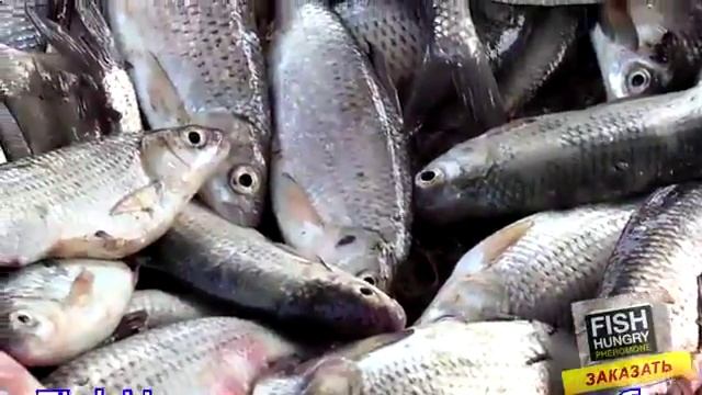 Фиш Хангри - активатор клева смотреть онлайн