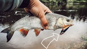 Разведка новых мест, мое открытие сезона: этот волкер творит чудеса.