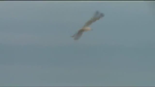 Море, крики чаек и ... смотреть онлайн