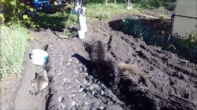 1 октября / Сажаю чеснок/ Вместе мы банда! )))) смотреть онлайн