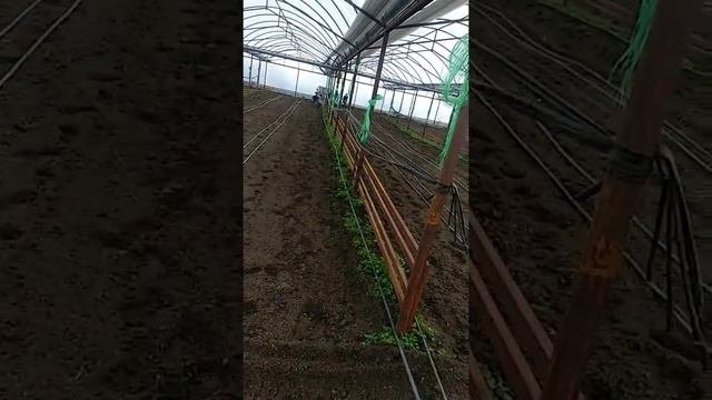 Подготовка теплиц под огурец