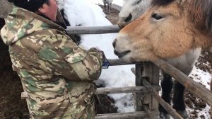 Якутская порода лошадей. Пережили холода -60.  Сылгы. Якутия.     Yakut horse breed