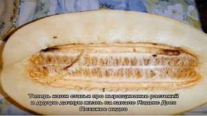 Почему дыня выросла спелая, но несладкая и можно ли это предупредить