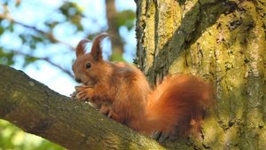 Белка пищит.Как издают звуки белки