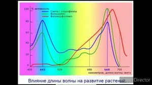 Какой цвет освещения выбрать для комнатных растений?