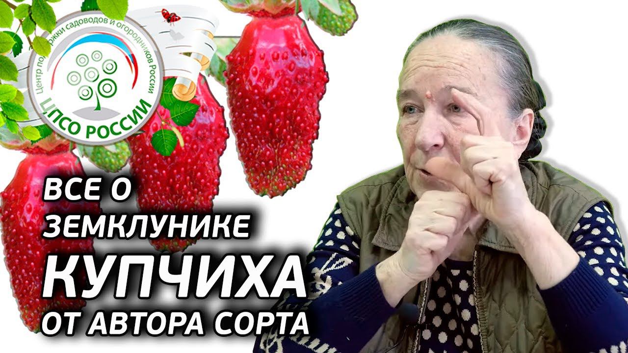 ЗЕМКЛУНИКА КУПЧИХА. История создания сорта. Достоинства и недостатки земклуники Купчиха.
