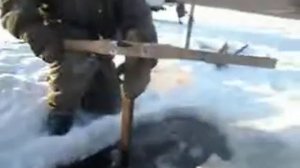 Как ловят бормаша