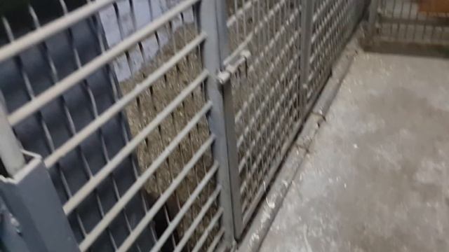 Построили сарай для свиней. Обзор. смотреть онлайн