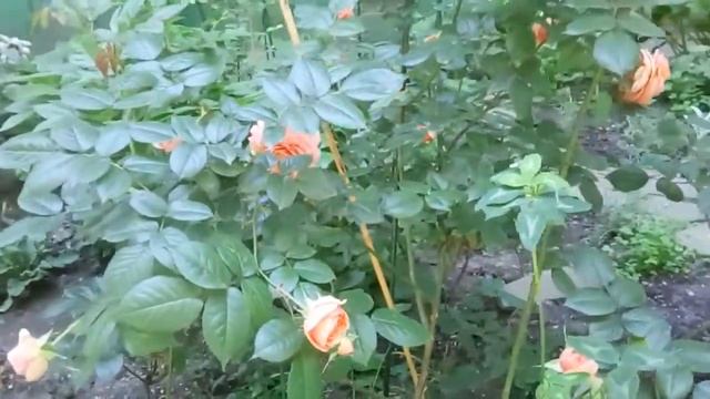 Розовая и оранжевая роза смотреть онлайн