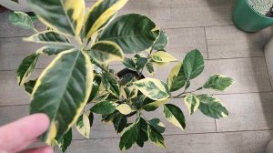 Вариегатные цитрусы