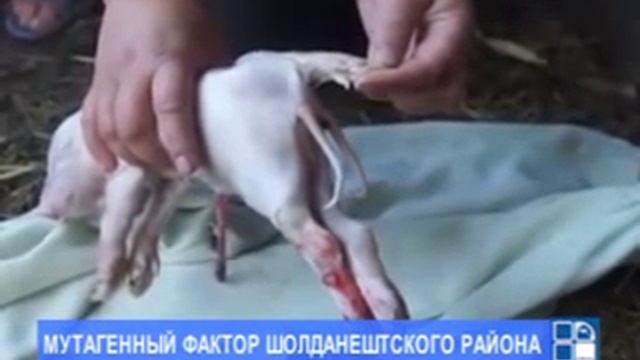 В Шолданештах свинья родила поросенка-мутанта смотреть онлайн