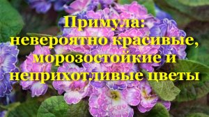 Примула - невероятно красивые, морозостойкие и неприхотливые цветы