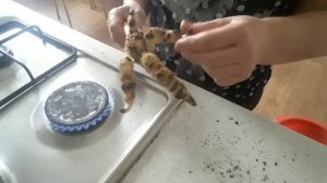 обработка лапок индюков для холодца