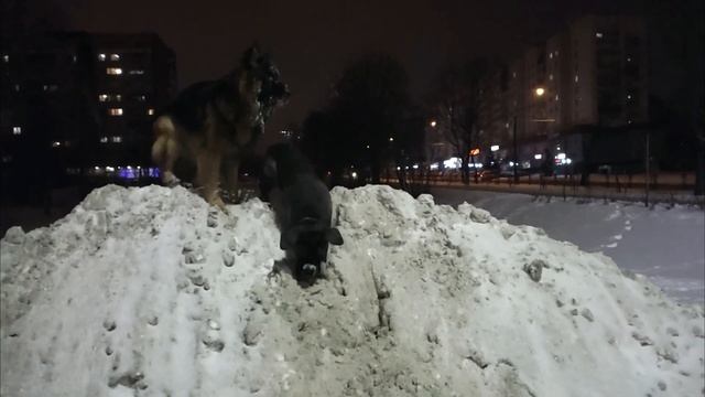 Уход за собакой. Как часто мыть собаку. смотреть онлайн