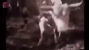 Бык против льва