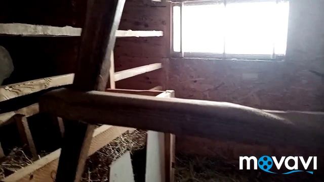 Козлёнка отнимаем от мамы? жалко, а что делать смотреть онлайн