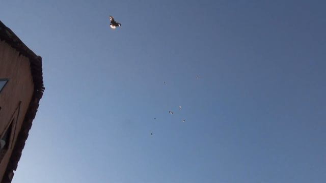 28 февраля на Полегоне НОвички смотреть онлайн