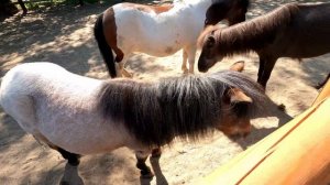 Второй день нашего путешествия. Зоопарк, океанариум во Вроцлаве. Zoo/Afrykarium