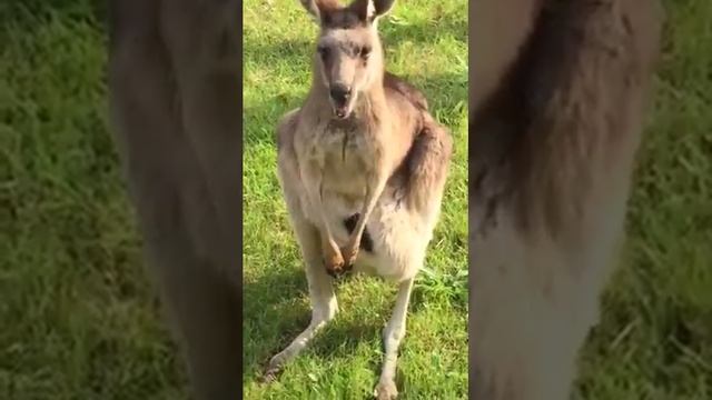 Crazy kangaroo