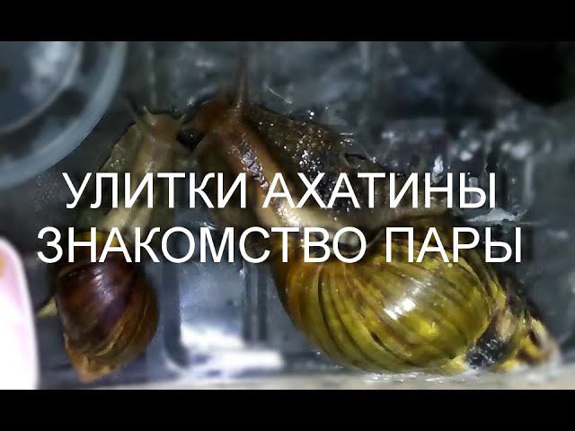 Огромные УЛИТКИ АХАТИНЫ, новый питомец в доме. Видео большие улитки ахатины, пара.