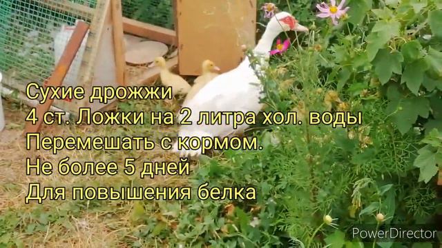 Как повысить яйценоскость у кур! Разные способы.