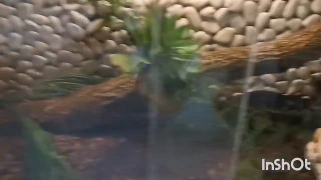 Зоопарк во Владивостоке. Дочка впервые увидит столько животных и накормит всех. смотреть онлайн