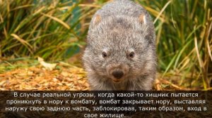 Вомбат - чем интересен зверек, где обитает Вомбат, чем питается. Интересные факты о Вомбатах