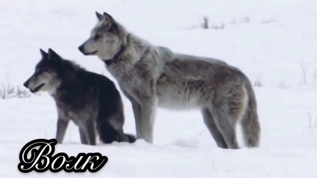 Дикие животные для детей