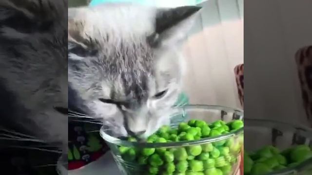 Кот не ест корм а ест ягоды!? смотреть онлайн